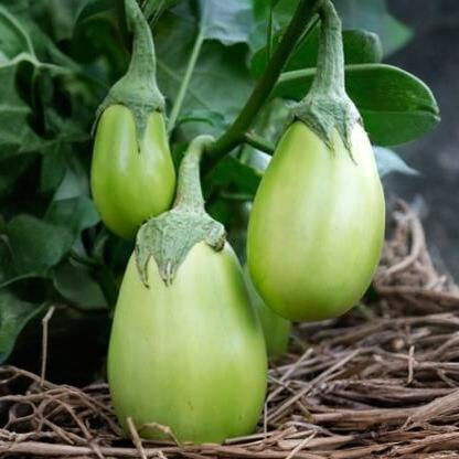 Baklažāns 'Apple Green'